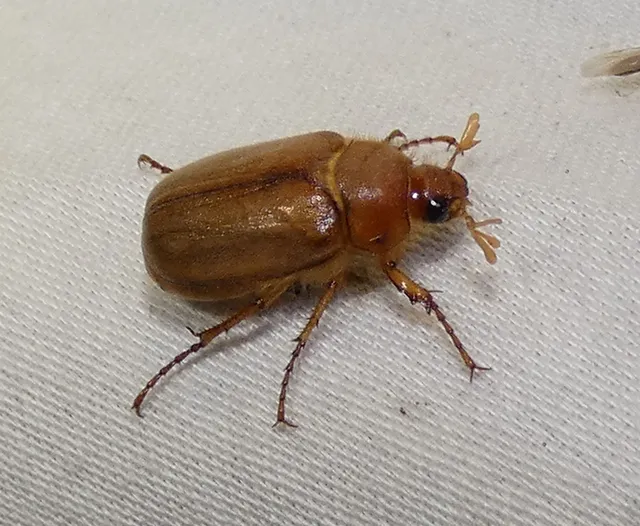 Amphimallon burmeisteri