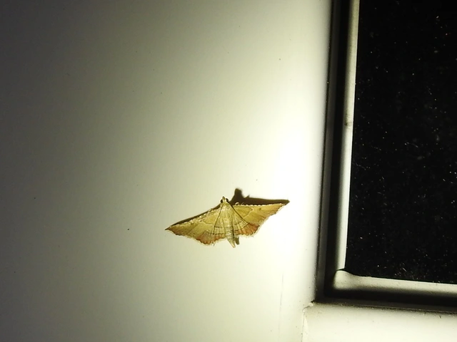 Endotricha flammealis - tüzesszárnyú fényilonca