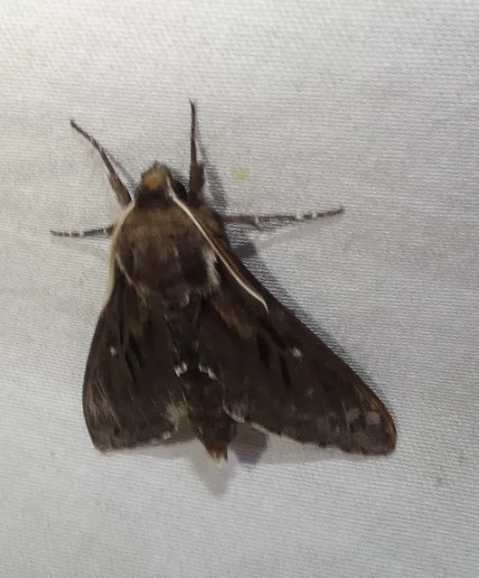 Hyloicus pinastri - fenyőszender
