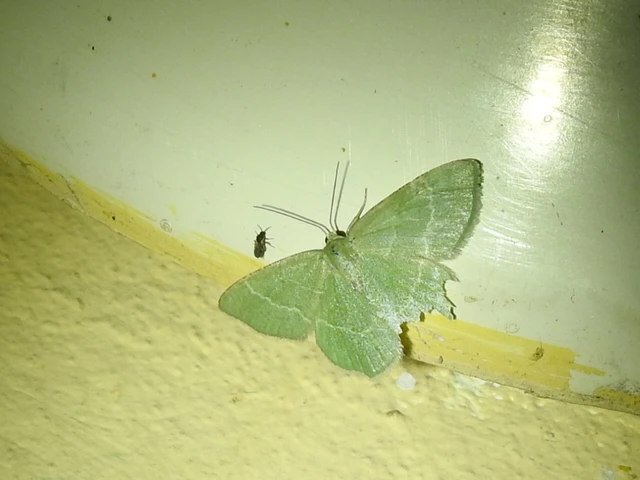 Chlorissa cloraria - sárgászöld araszoló