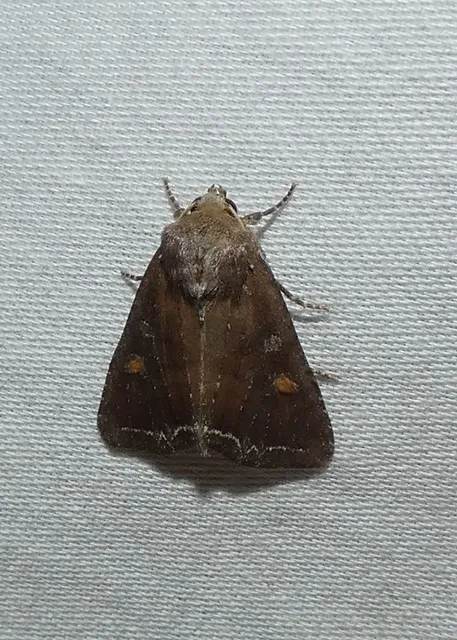 Lacanobia oleracea - saláta-kertibagoly Lacanobia oleracea - saláta-kertibagoly