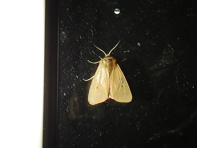 Phragmatobia fuliginosa - füstös medvelepke