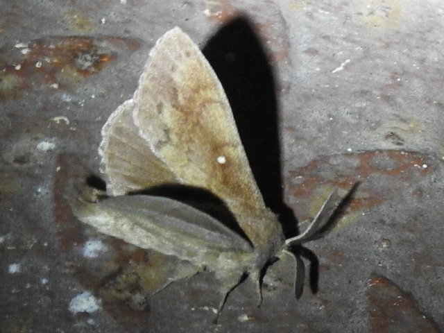 Dendrolimus pini - fenyőpohók