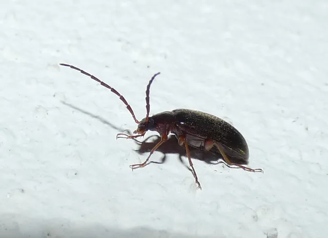 Hymenalia rufipes - rőtlábú alkonybogár