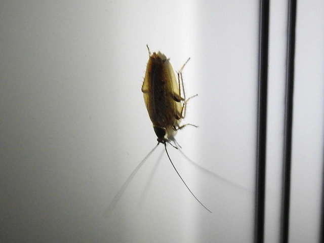 Blattodea - Csótányok
