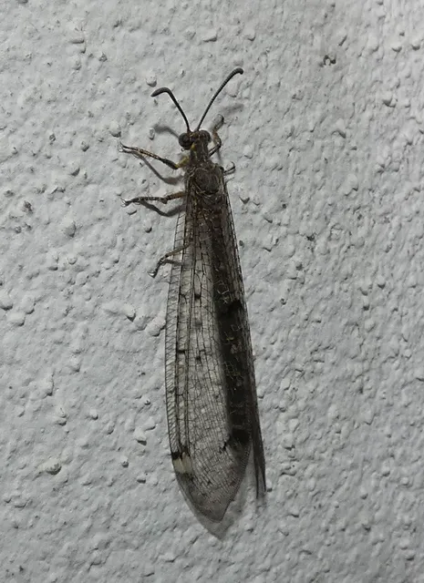 Distoleon tetragrammicus - négyfoltos hangyaleső