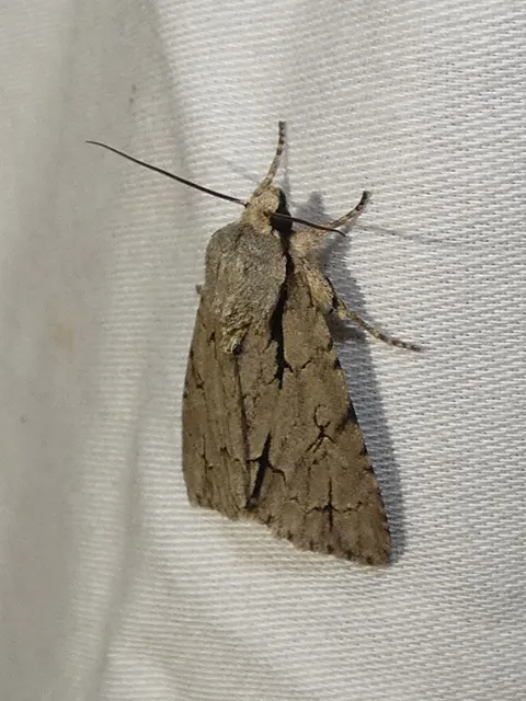 Acronicta cuspis/tridens/psi