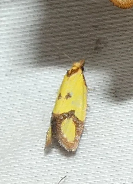 Agapeta zoegana - barnacsíkos sárgamoly