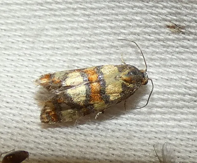 rácsos fúrómoly - Aethes tesserana