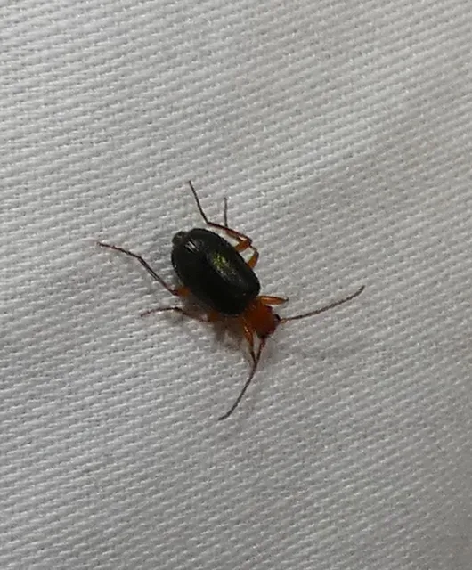 Brachinus nigricornis - feketelábú pöfögőfutó