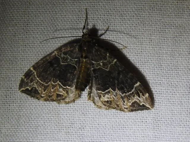 Ecliptopera silaceata - barna tarkaaraszoló