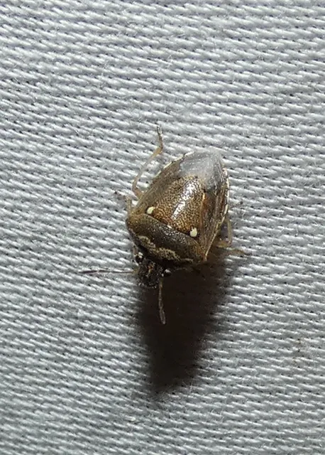 Eysarcoris ventralis - fakó feketefejű-poloska Eysarcoris ventralis - fakó feketefejű-poloska