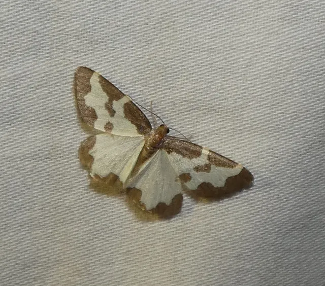 Lomaspilis marginata - szegélyes nyárfaaraszoló