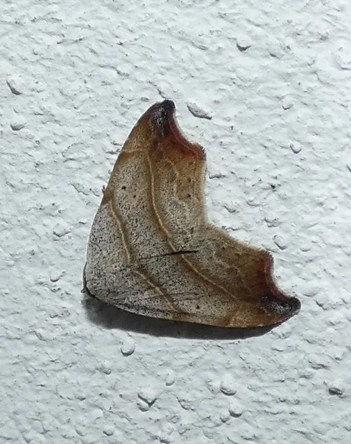 zuzmóbagoly - Laspeyria flexula