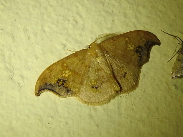 hársfa-sarlósszövő - Sabra harpagula