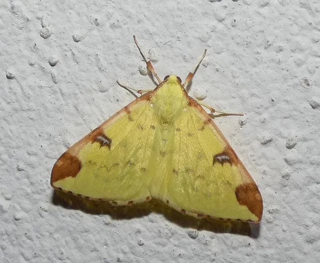 Opisthograptis luteolata - citromsárga araszoló