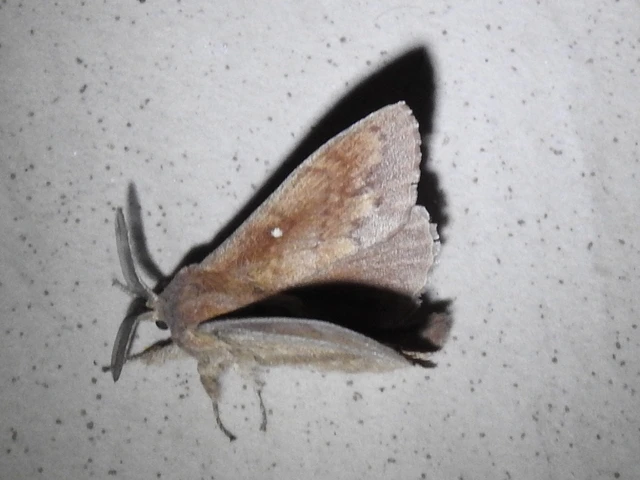 Dendrolimus pini - fenyőpohók