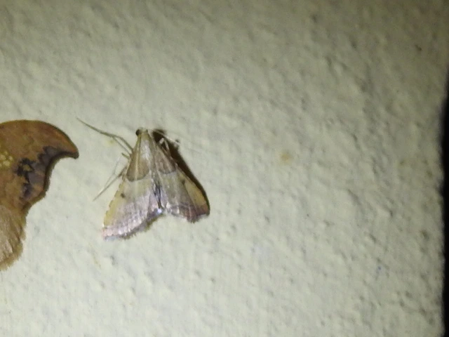 Endotricha flammealis - tüzesszárnyú fényilonca