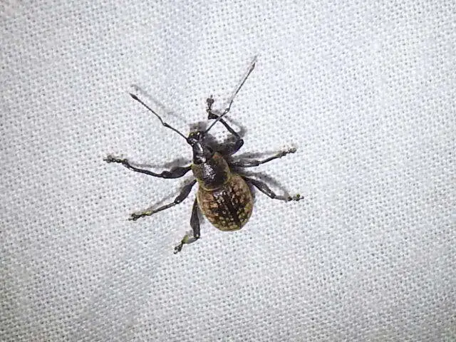 Otiorhynchus