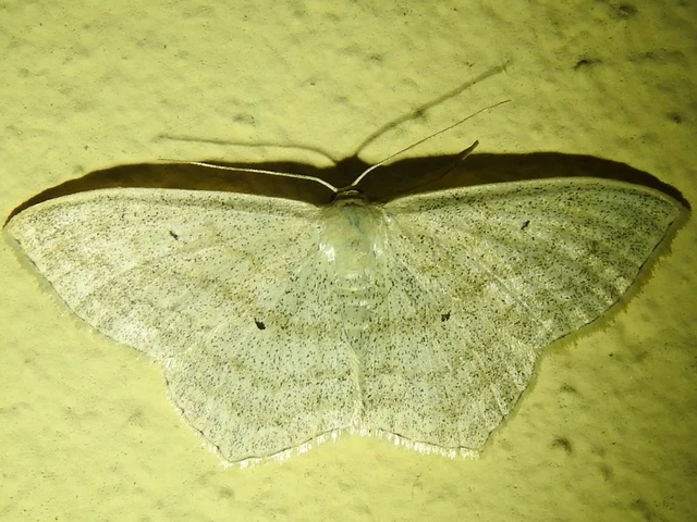 Scopula nigropunctata - feketepettyes araszoló
