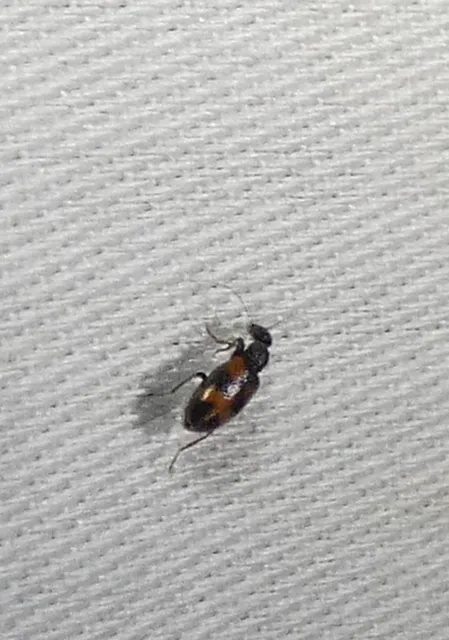 Anthicus antherinus - közönséges fürgebogár