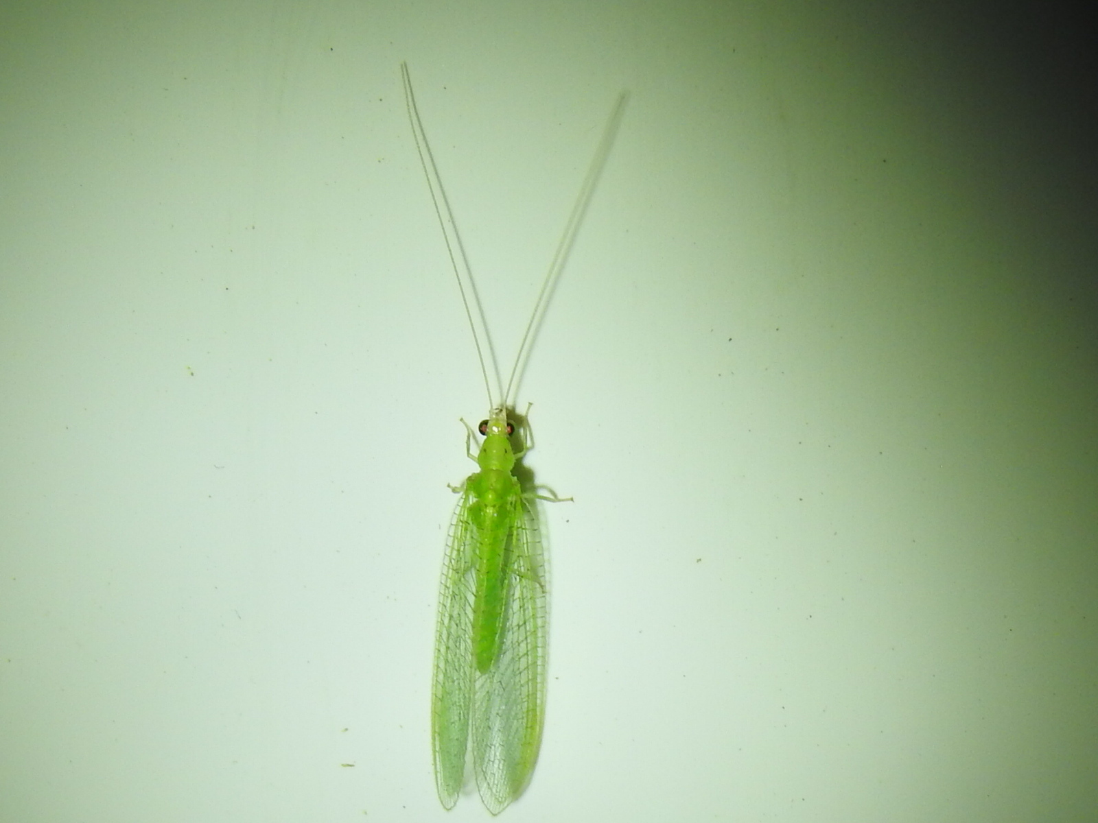Dichochrysa flavifrons