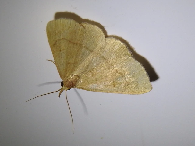 Paracolax tristalis - sárgás karcsúbagoly