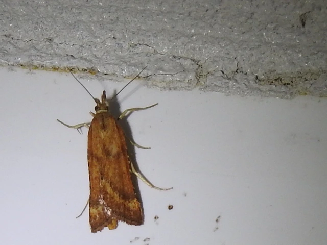 Synaphe punctalis - hosszúlábú fényilonca