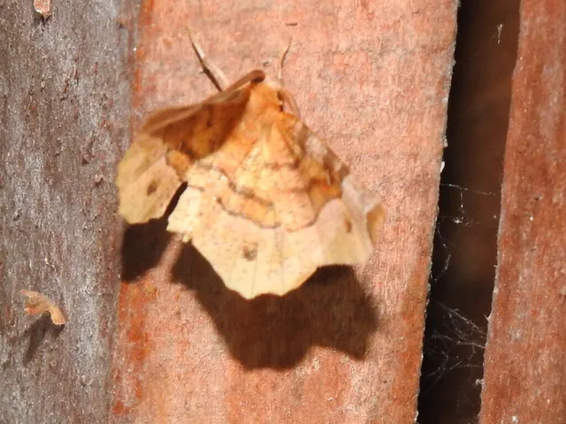 Selenia tetralunaria - négyfoltos holdasaraszoló