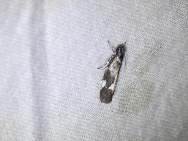 Ethmia quadrillella - gyászos feketemoly
