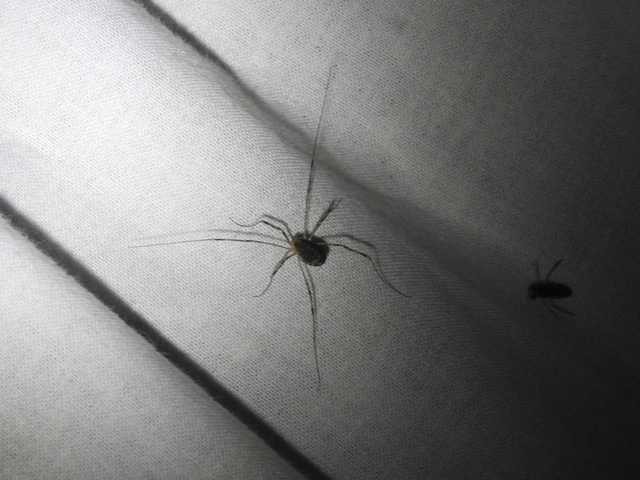 Opiliones - Kaszáspókok