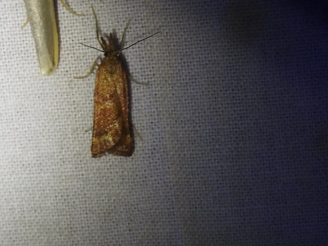 Synaphe punctalis - hosszúlábú fényilonca