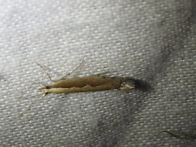 Plutella xylostella - káposztamoly