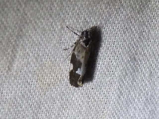 Ethmia quadrillella - gyászos feketemoly
