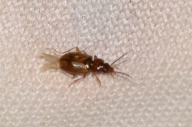 Tachys fulvicollis - szalagos martfutó