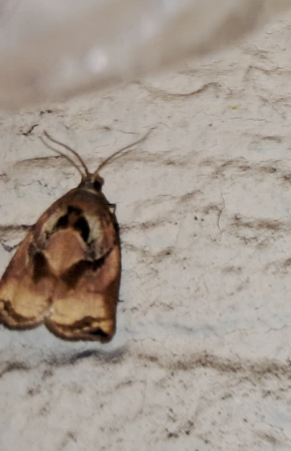 Archips podana - dudvarágó sodrómoly