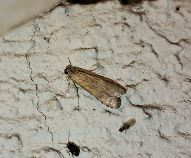 Nomophila noctuella - közönséges vándormoly