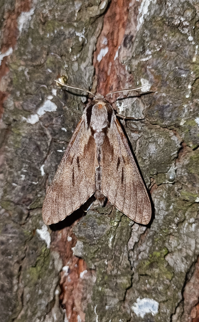 Hyloicus pinastri - fenyőszender
