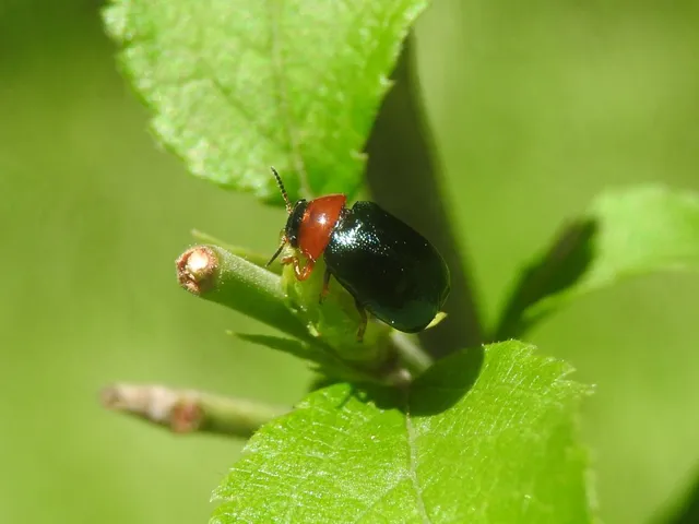 Smaragdina