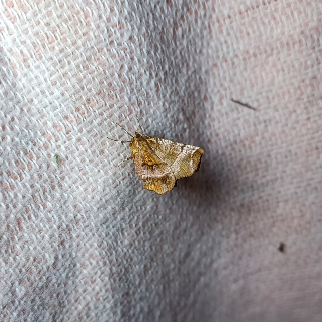 Selenia dentaria - kétfoltos holdasaraszoló