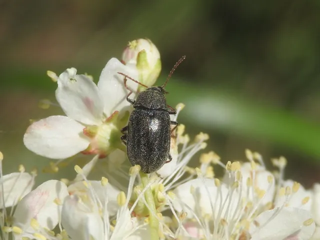 Mycterus tibialis - szőrös álzsizsik