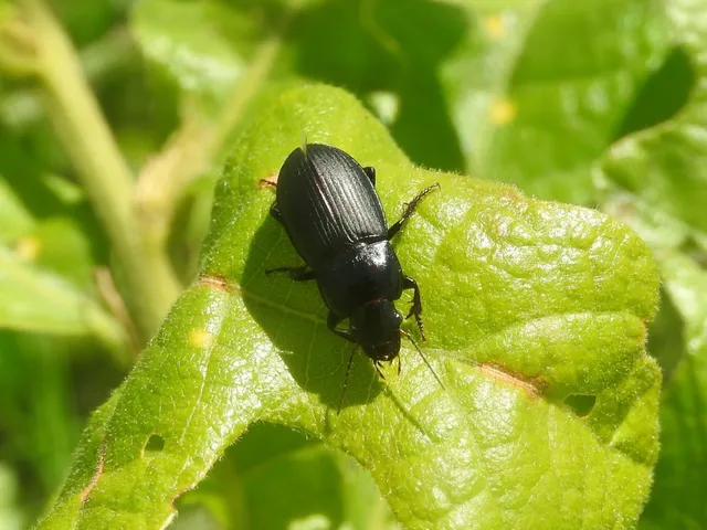 Harpalus