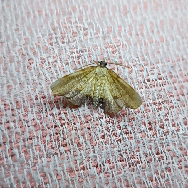 Plagodis dolabraria - baltaszárnyú araszoló