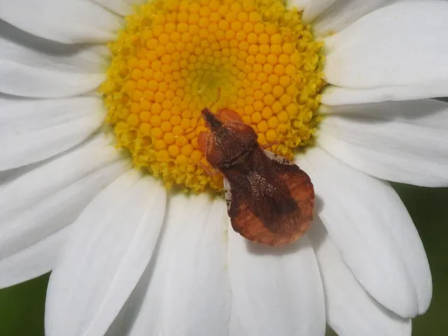 Phymata crassipes - fogólábú poloska