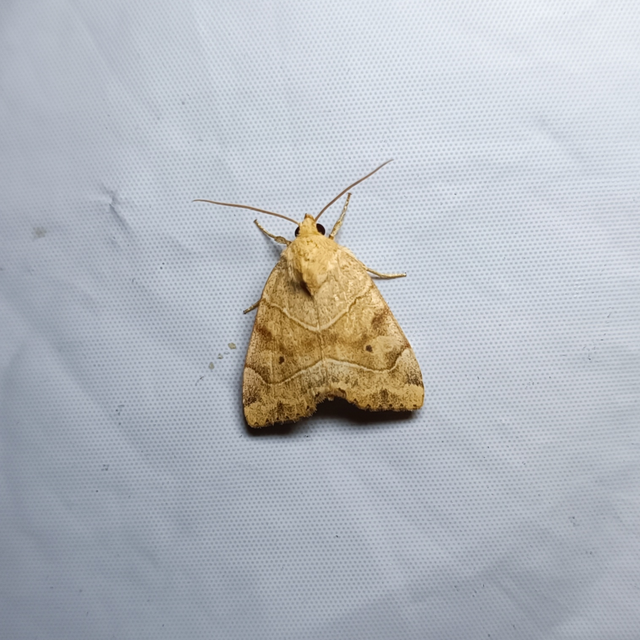 Cosmia trapezina - közönséges lombbagoly