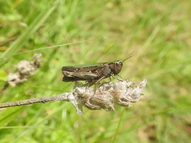 Omocestus rufipes - vöröshasú tarlósáska
