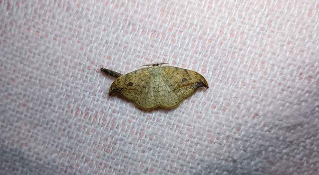 Drepana falcataria - nyárfa-sarlósszövő