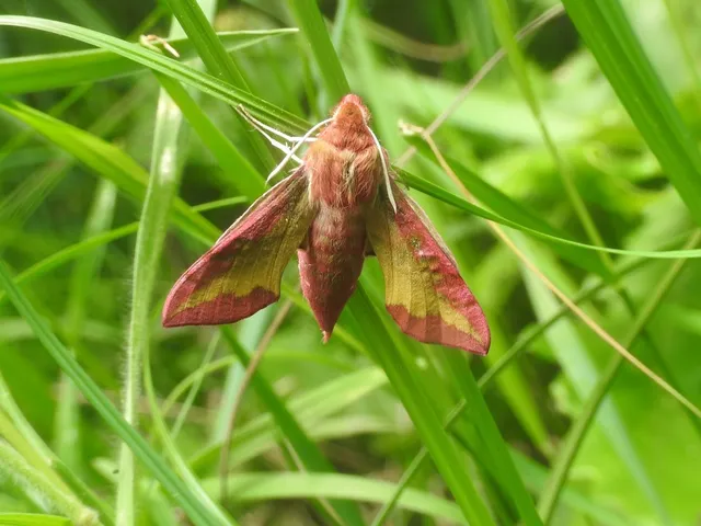 Deilephila porcellus - piros szender