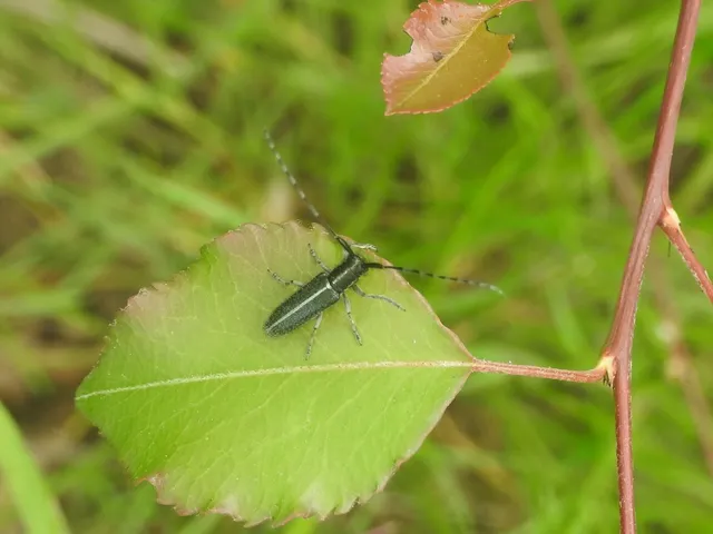 Agapanthia cardui - sávos bogáncscincér
