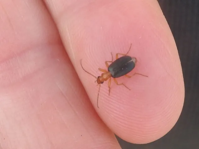 Brachinus